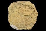 Fossil Leaf Preserved In Travertine - Austria #113207-1